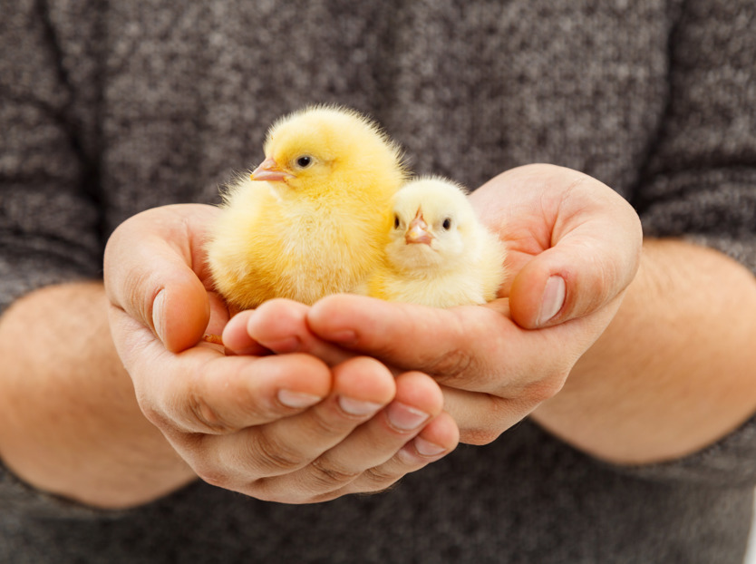 hatchery; incubation; broilers; slow-growing; sustainability 