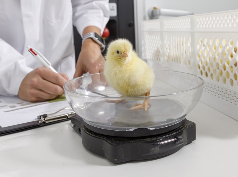 chick quality control 