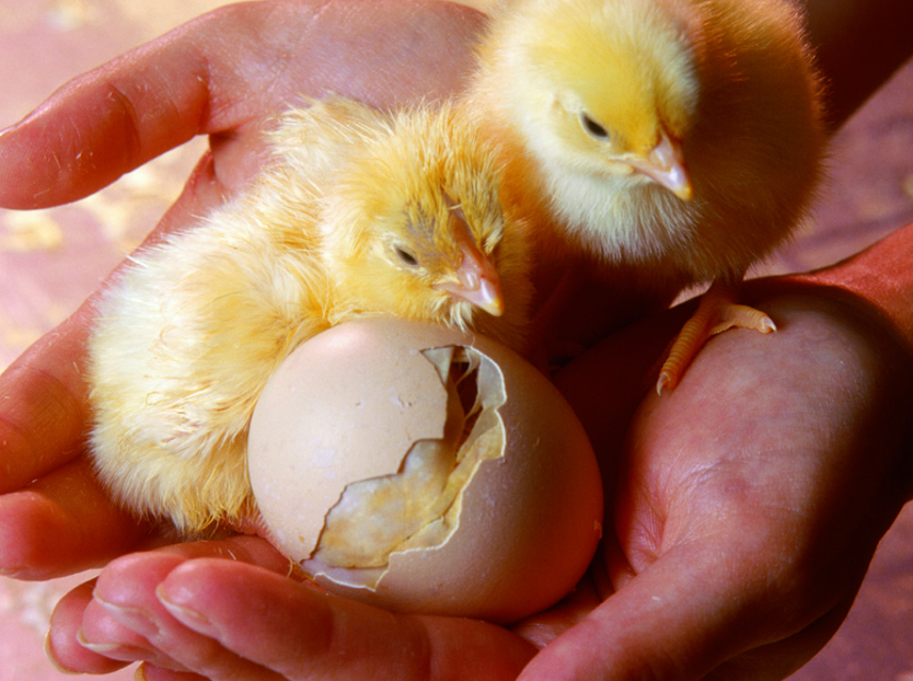 hatchery; commercial incubation; hatch window 