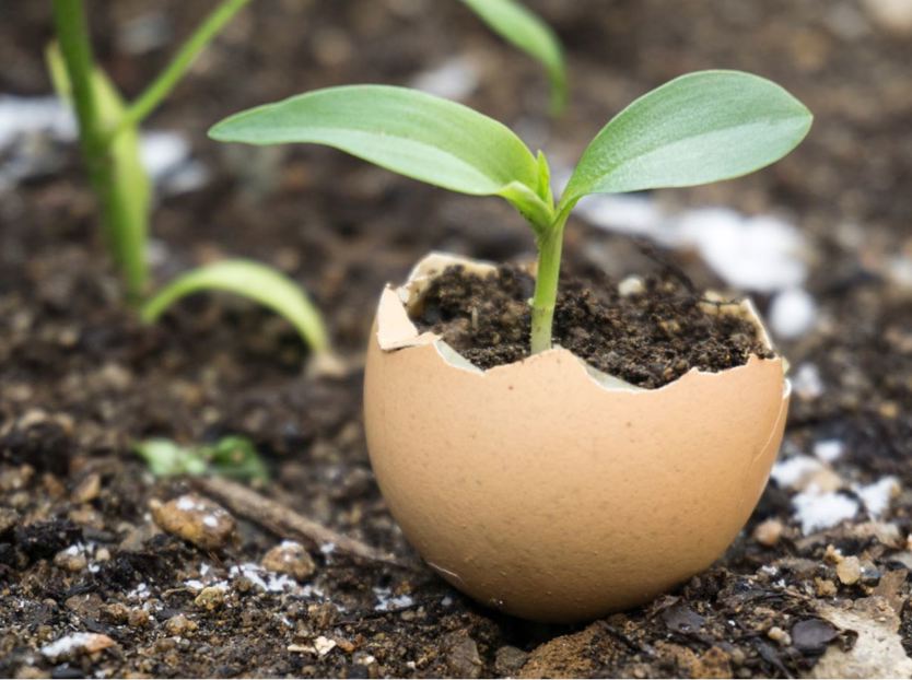 hatchery; sustainability; waste management 
