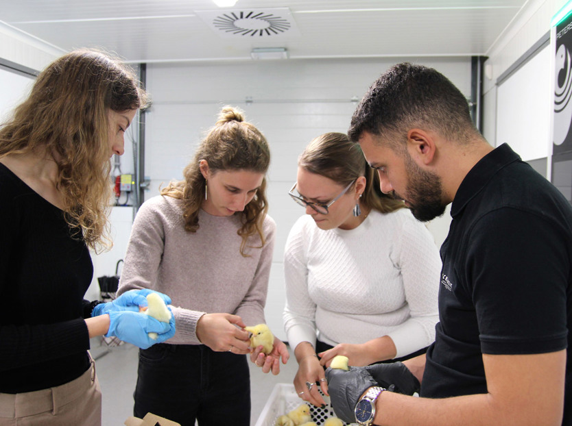 hatchery service; hatchery support; trainings; incubation; poultry 