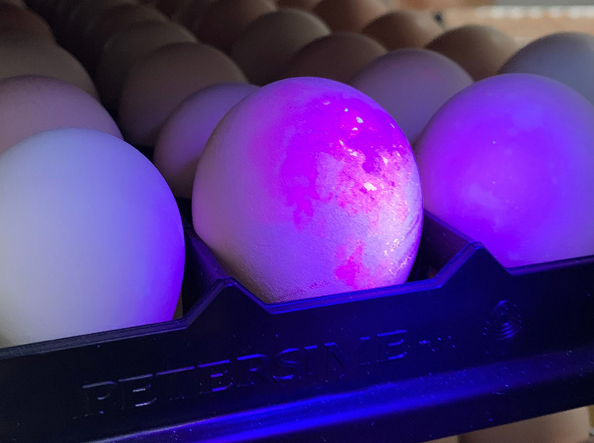 biosecurity; hatchery; pathogens 