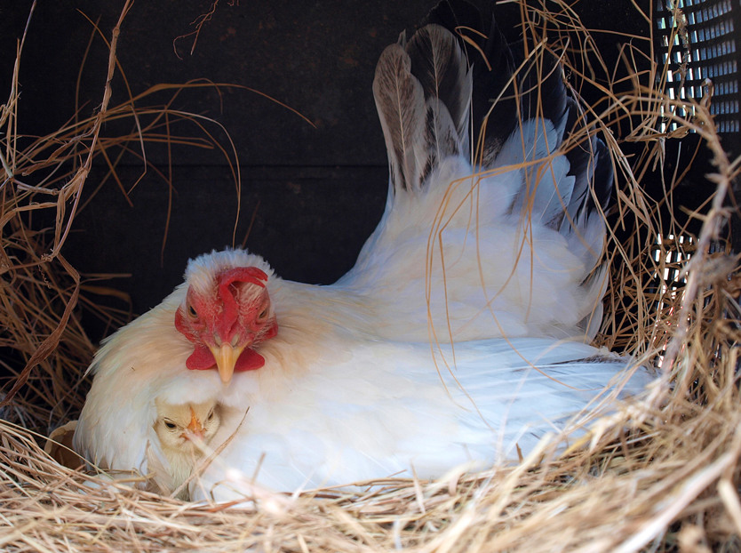 hatchery; commercial incubation; CO2; chick quality; post-hatch performance 