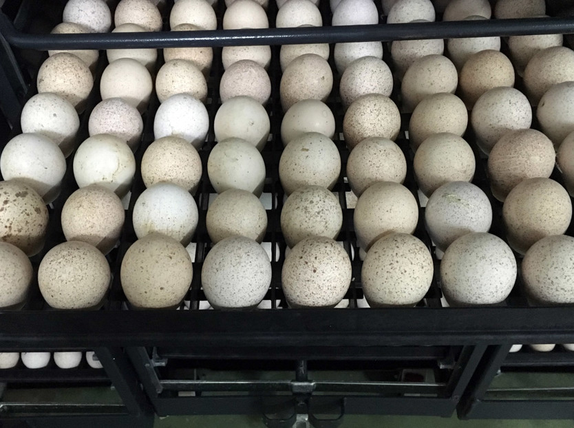 turkey hatchery; commercial turkey; breeder turkey; trials; heat treatment; SPIDES 