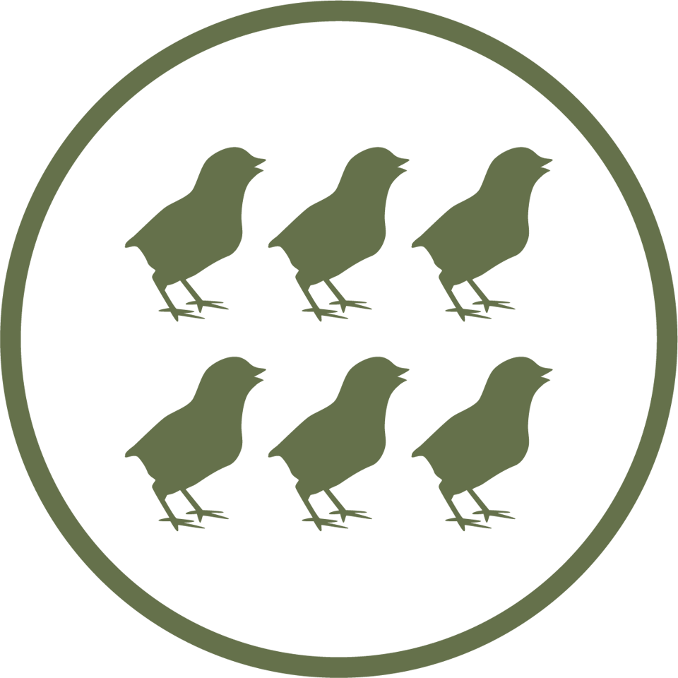 Petersime Icon More And Better Chicks