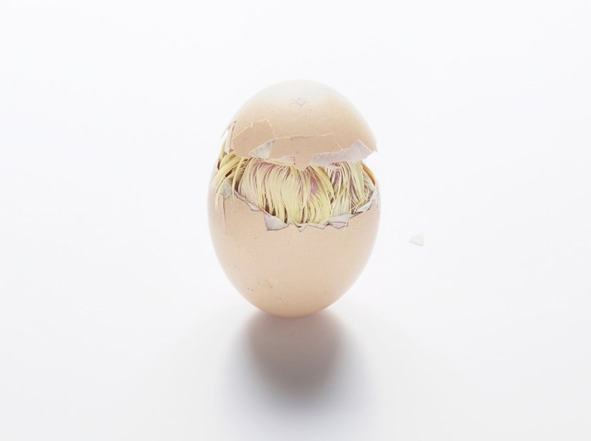 hatchery; incubation; hatcher; hatching; temperature 