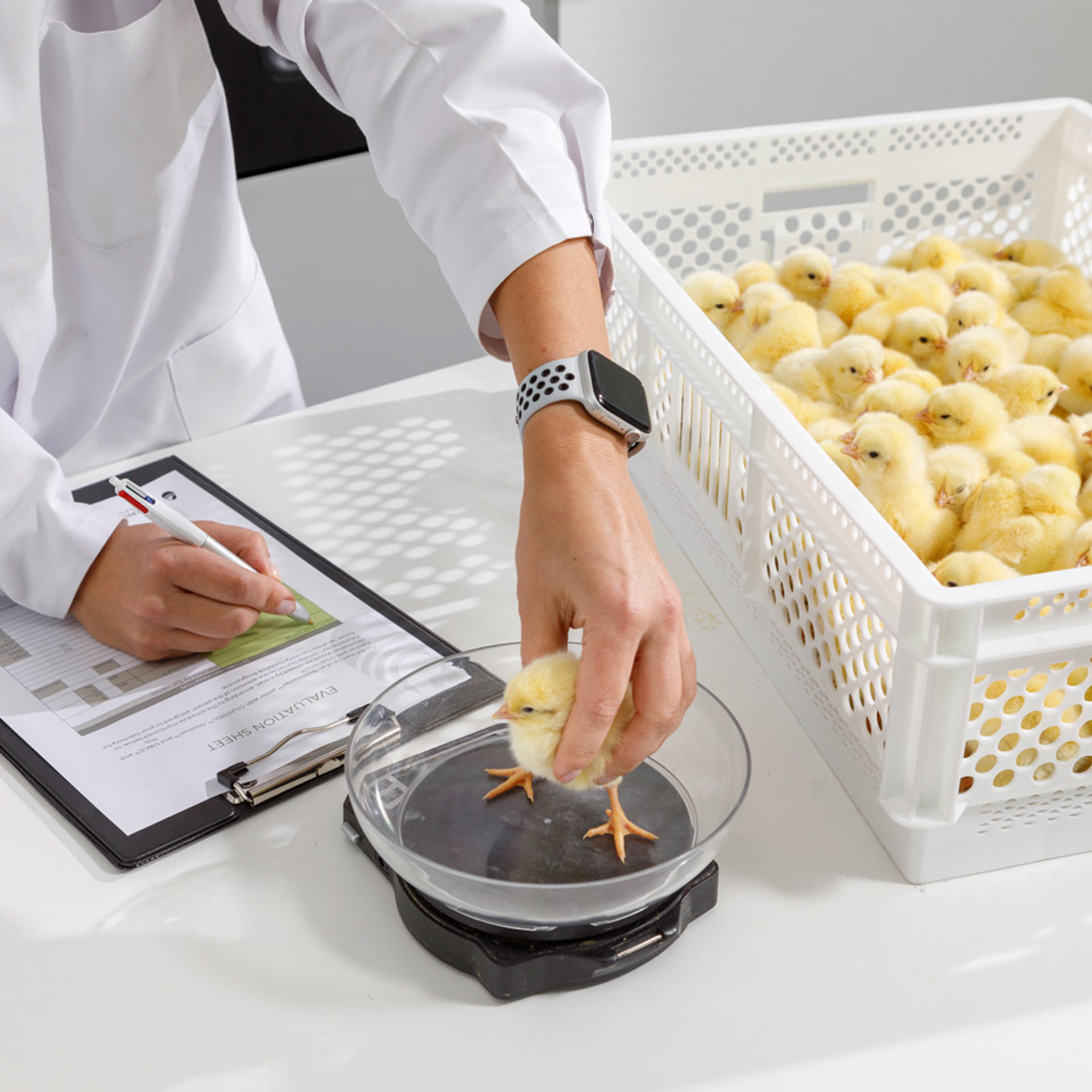 Petersime Hatchery Performance Audit