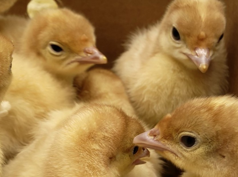 hatchery; incubation; turkeys; turkey eggs 