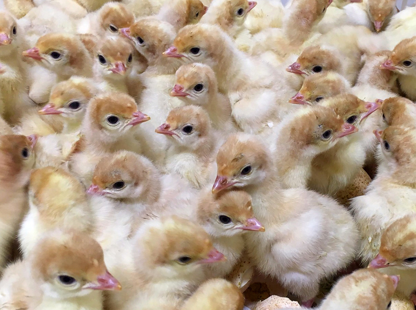 turkey eggs, turkey incubation, turkey hatchery, hatchability 